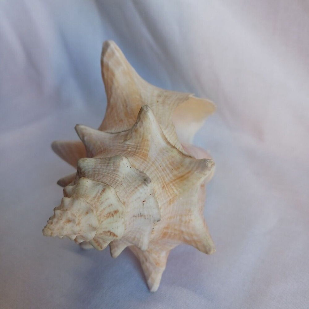 Conch Shell 6 Inch - Picture 4 of 10